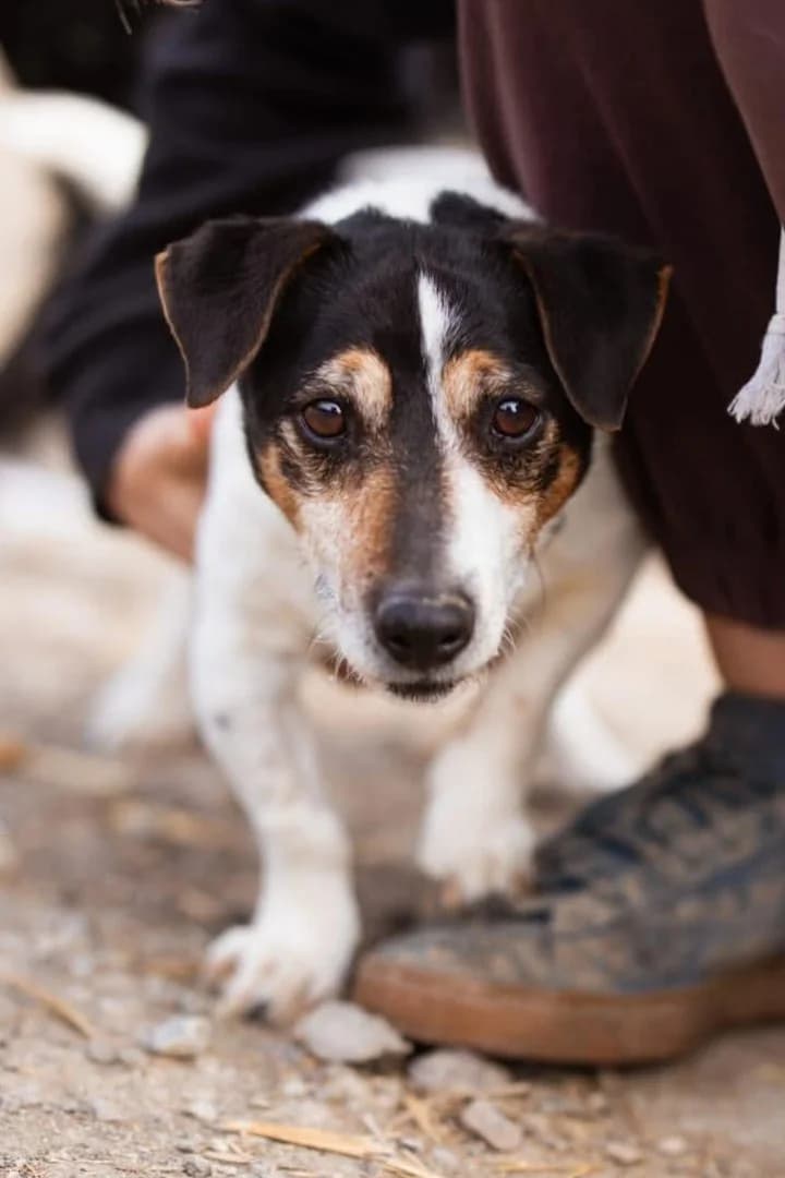 Cosmo, male Jack Russell Terrier for adoption at Tierheimhelden — photo 7 of 8