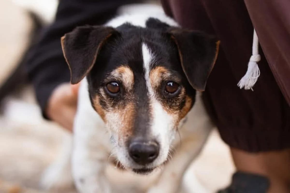 Cosmo, male Jack Russell Terrier for adoption at Tierheimhelden — photo 8 of 8