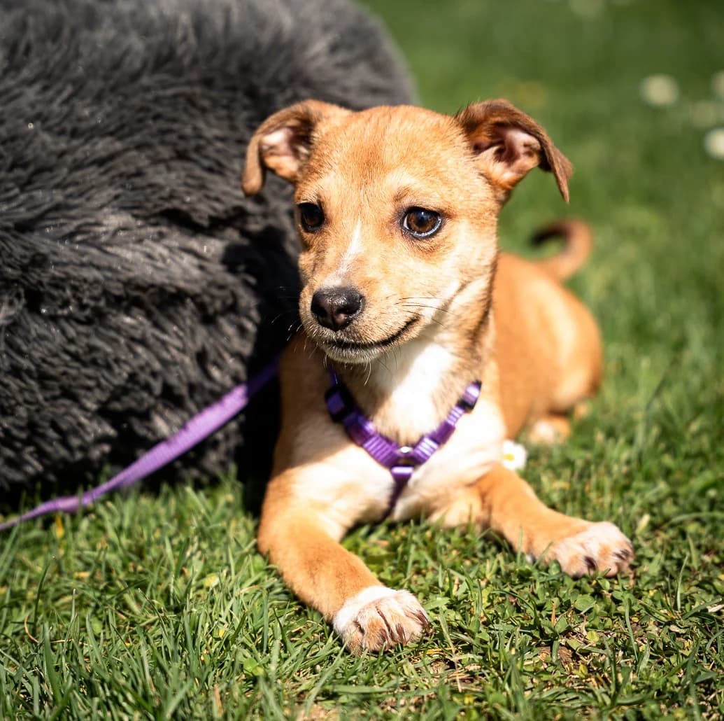 Baylili, female Mixed Breed for adoption at Tierheimhelden