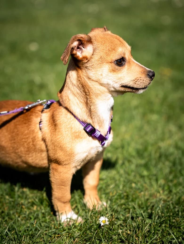 Baylili, female Mixed Breed for adoption at Tierheimhelden — photo 2 of 4