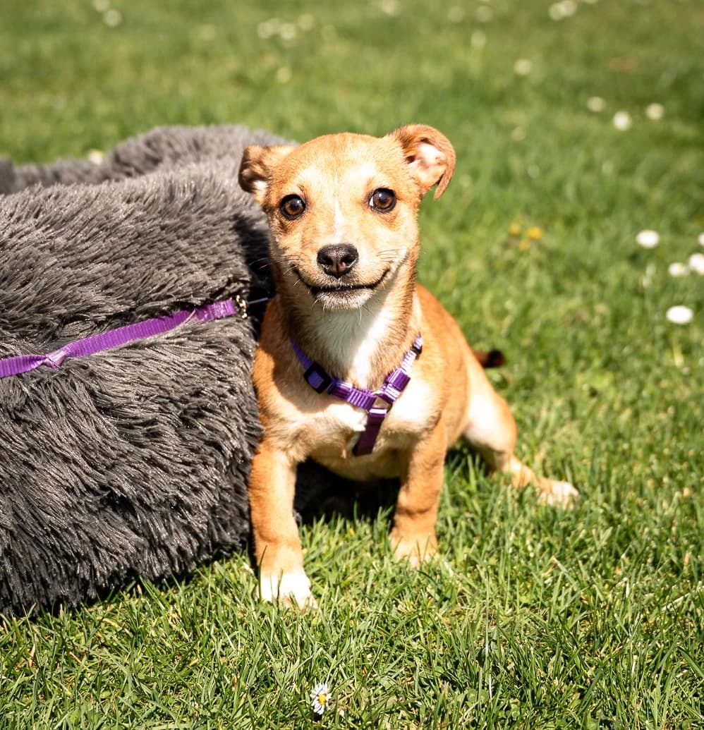 Baylili, female Mixed Breed for adoption at Tierheimhelden — photo 3 of 4