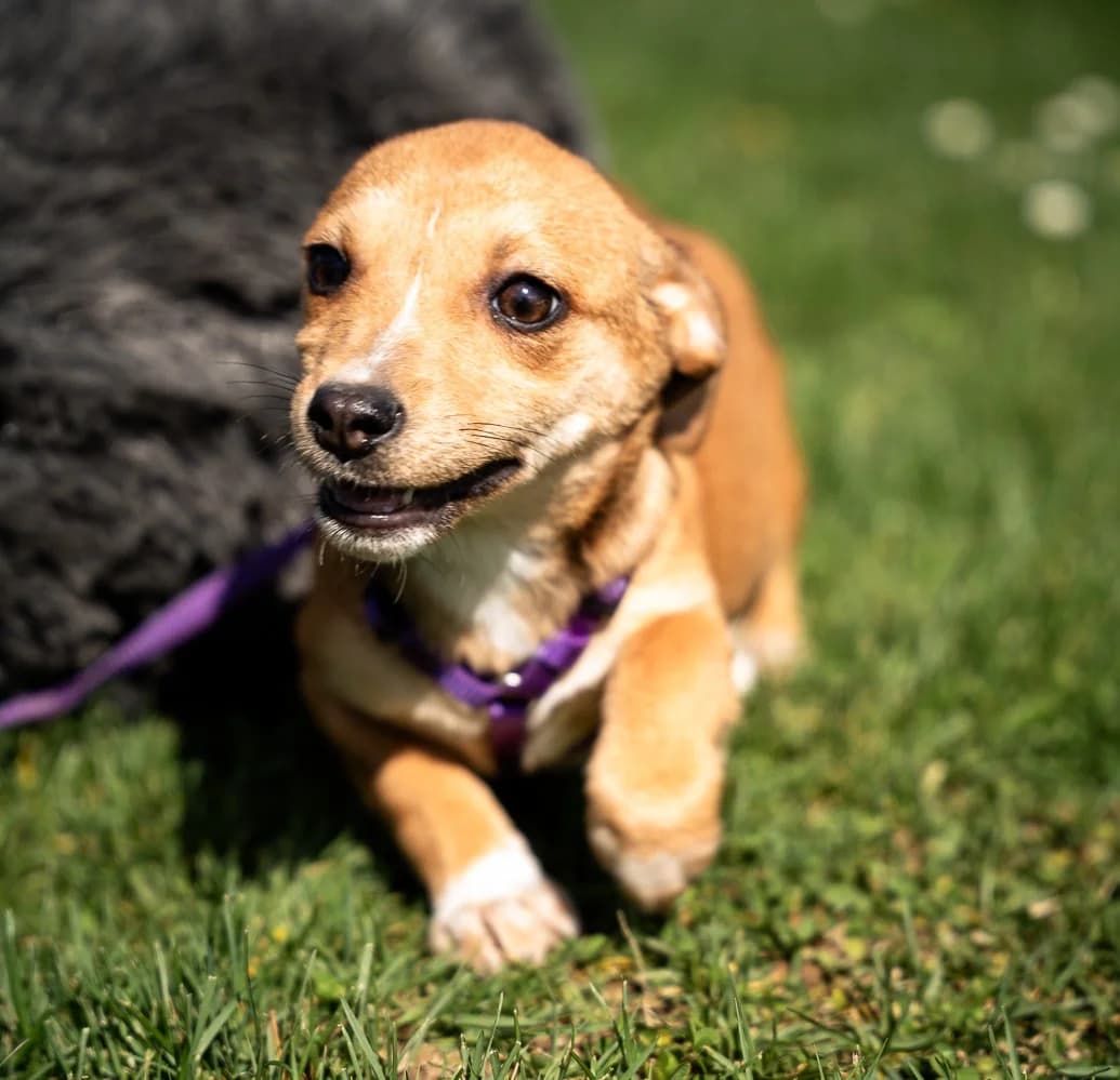 Baylili, female Mixed Breed for adoption at Tierheimhelden — photo 4 of 4