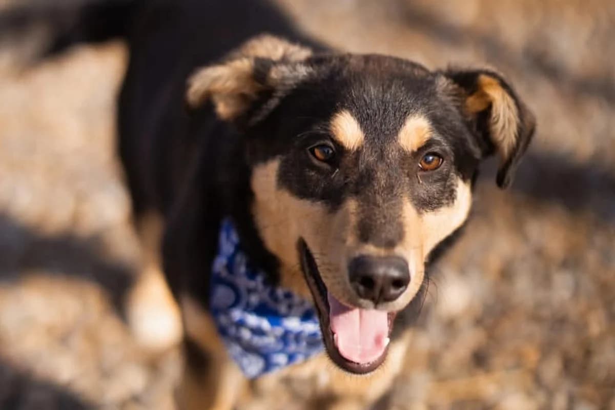Norio, male Mixed Breed for adoption at Tierheimhelden
