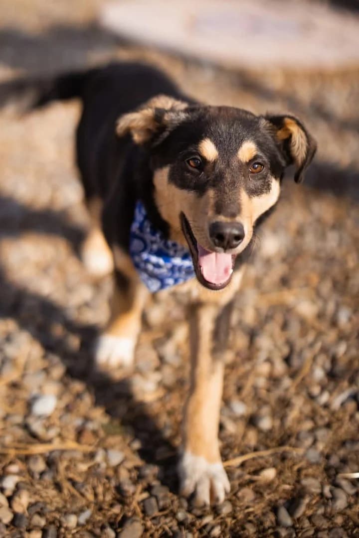 Norio, male Mixed Breed for adoption at Tierheimhelden — photo 2 of 5