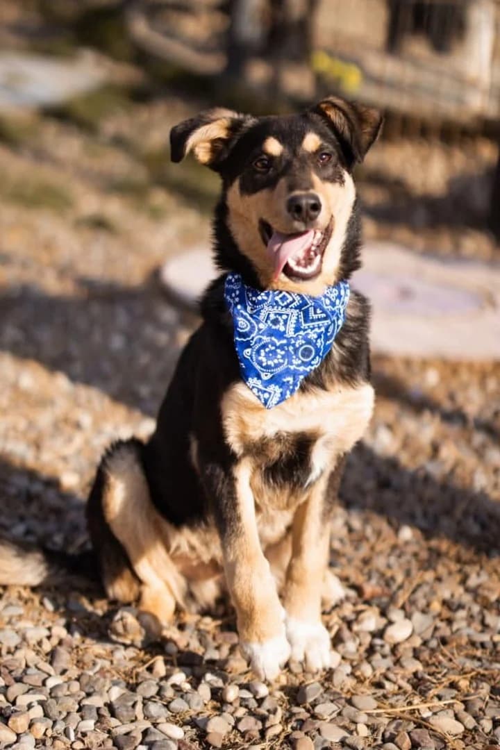Norio, male Mixed Breed for adoption at Tierheimhelden — photo 3 of 5