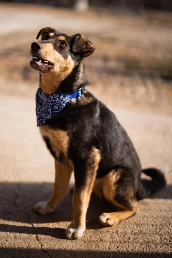 Norio, male Mixed Breed for adoption at Tierheimhelden — photo 4 of 5