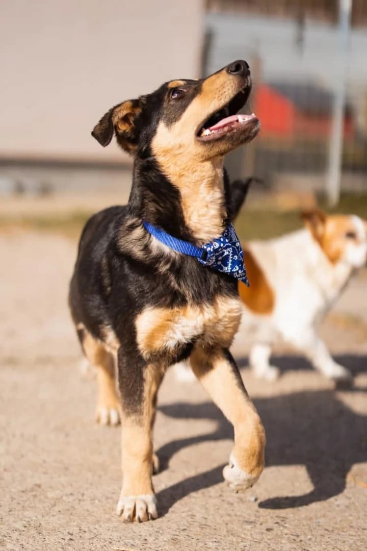 Norio, male Mixed Breed for adoption at Tierheimhelden — photo 5 of 5