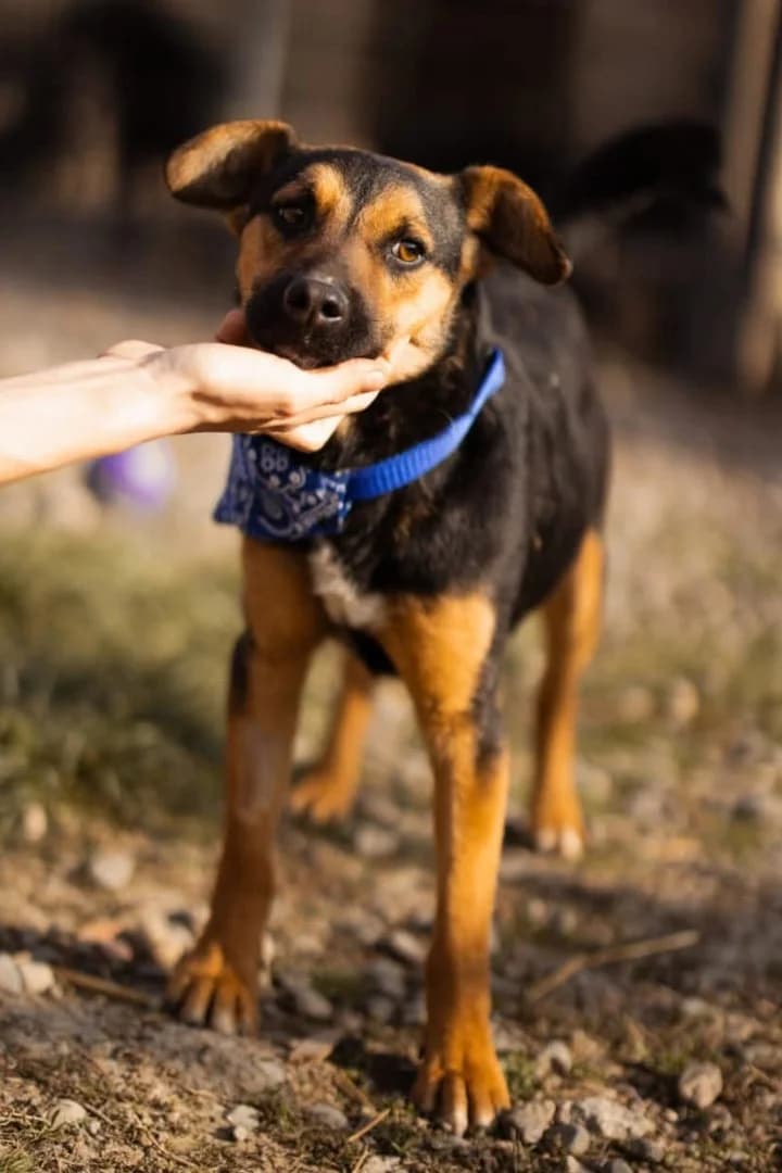Loki, male Mixed Breed for adoption at Tierheimhelden