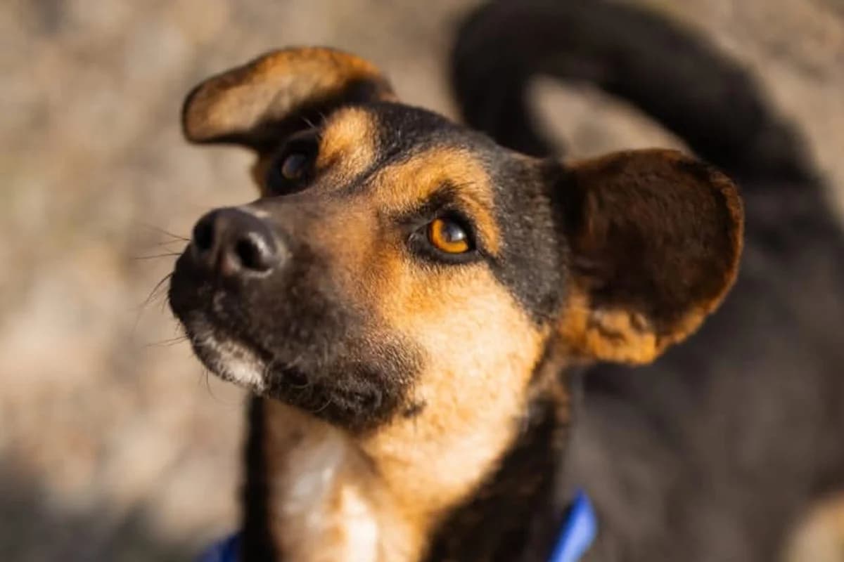 Loki, male Mixed Breed for adoption at Tierheimhelden — photo 2 of 6
