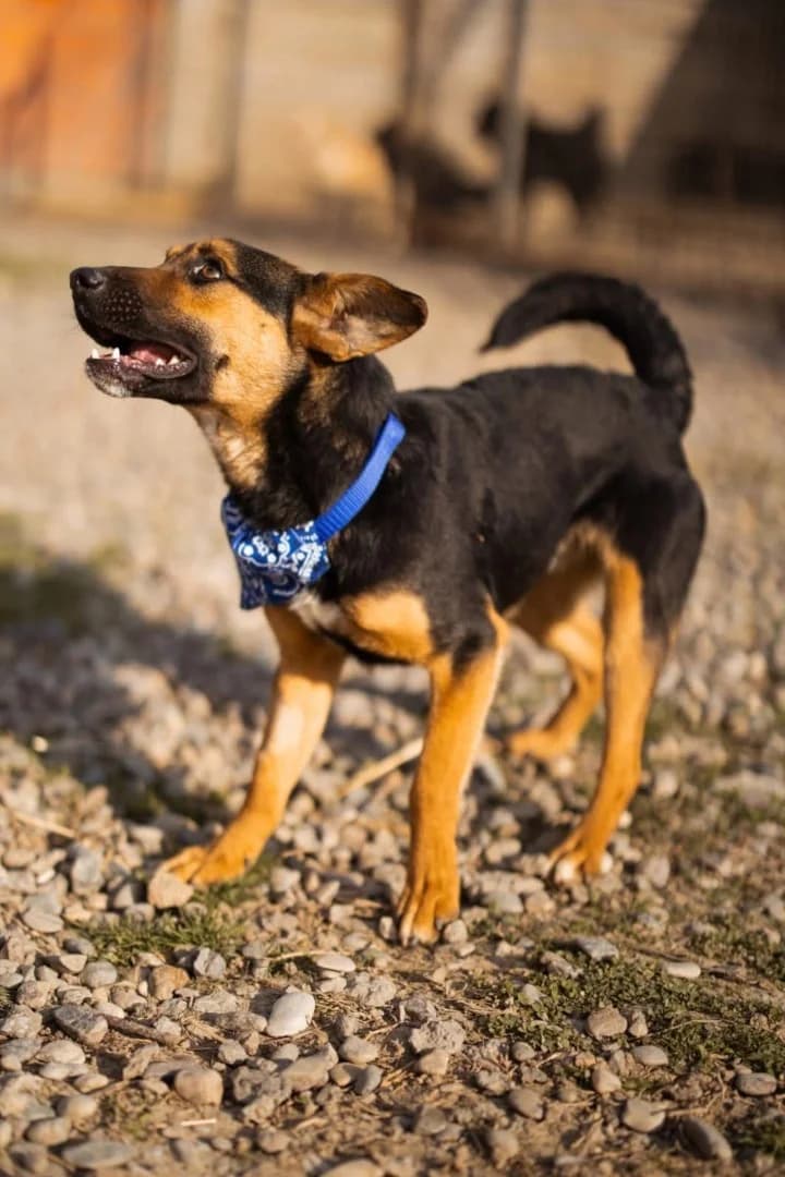 Loki, male Mixed Breed for adoption at Tierheimhelden — photo 3 of 6