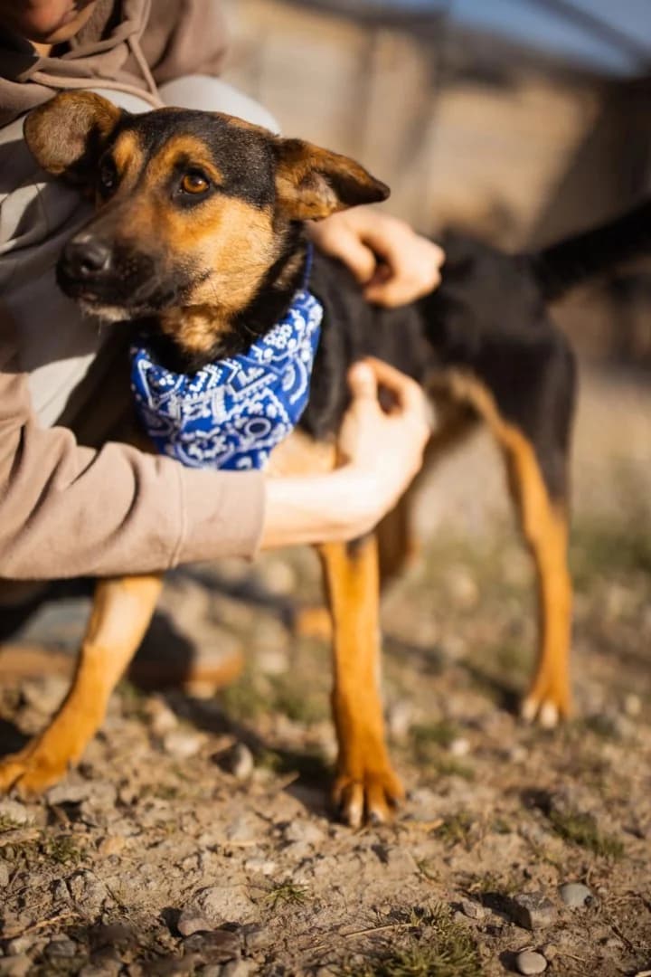 Loki, male Mixed Breed for adoption at Tierheimhelden — photo 4 of 6