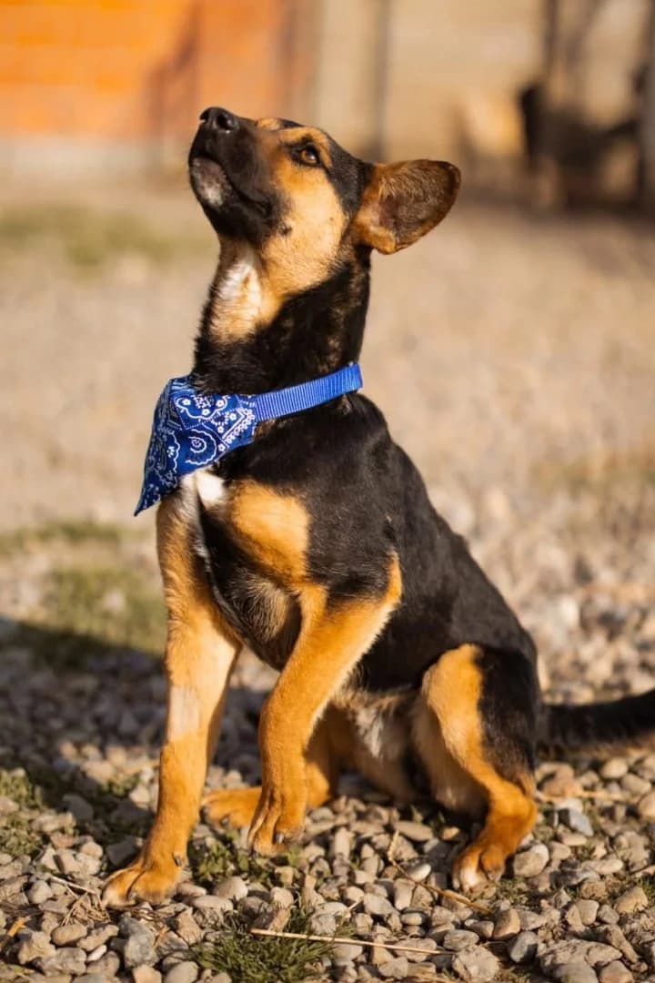 Loki, male Mixed Breed for adoption at Tierheimhelden — photo 5 of 6