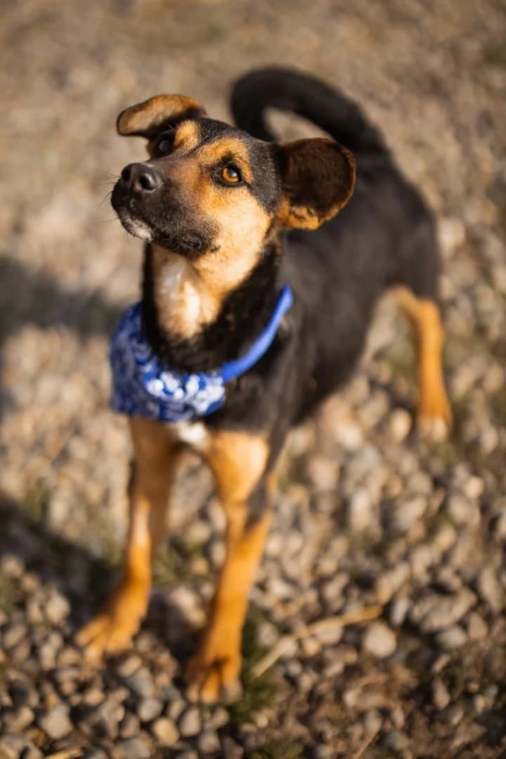 Loki, male Mixed Breed for adoption at Tierheimhelden — photo 6 of 6