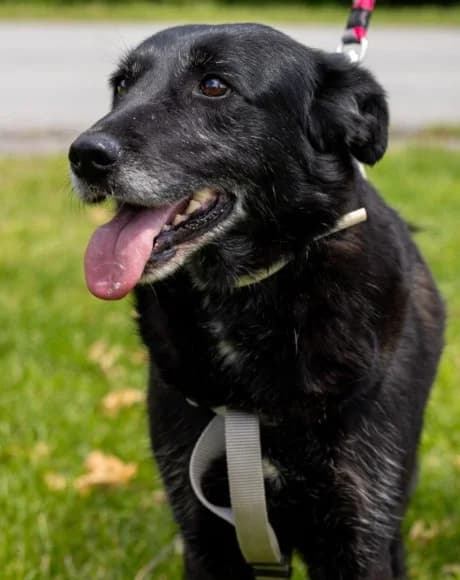 Gita, female Mixed Breed for adoption at Tierheimhelden