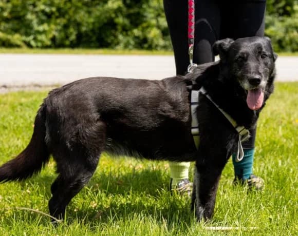 Gita, female Mixed Breed for adoption at Tierheimhelden — photo 3 of 7