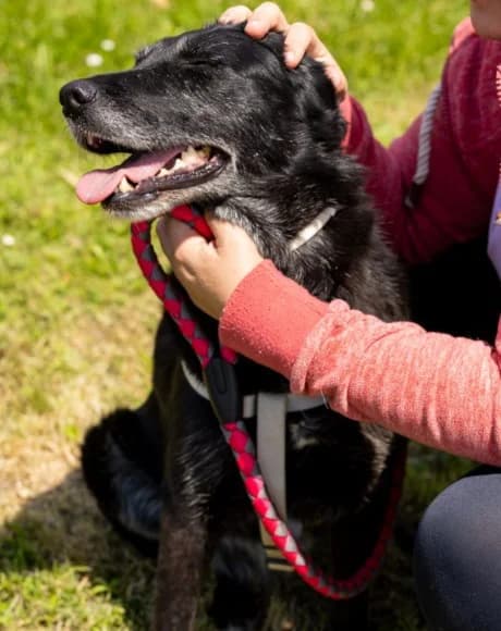 Gita, female Mixed Breed for adoption at Tierheimhelden — photo 4 of 7