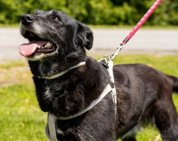Gita, female Mixed Breed for adoption at Tierheimhelden — photo 5 of 7