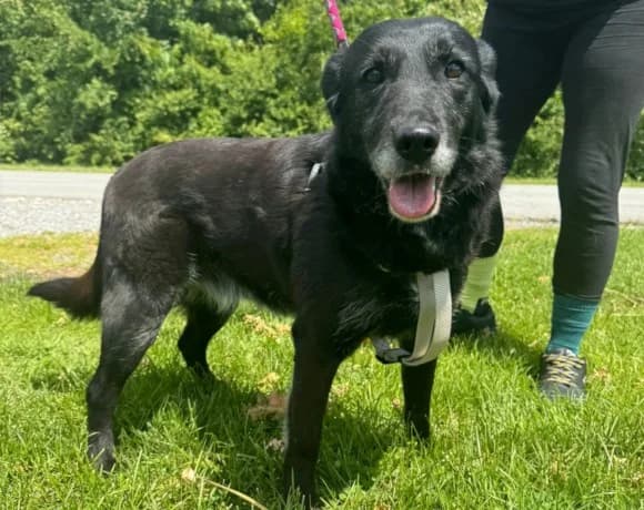 Gita, female Mixed Breed for adoption at Tierheimhelden — photo 6 of 7