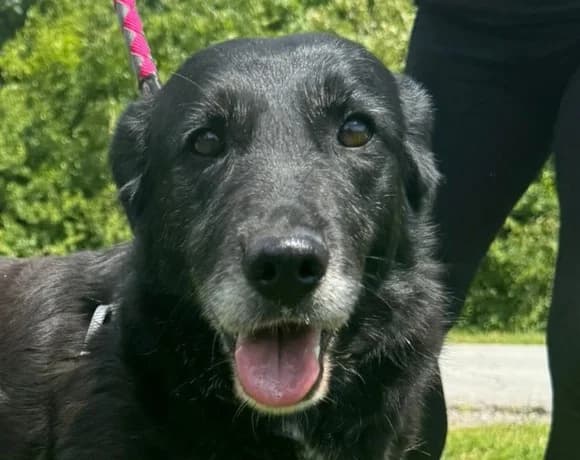 Gita, female Mixed Breed for adoption at Tierheimhelden — photo 7 of 7