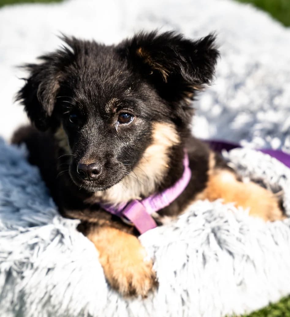 Perla, female Mixed Breed for adoption at Tierheimhelden