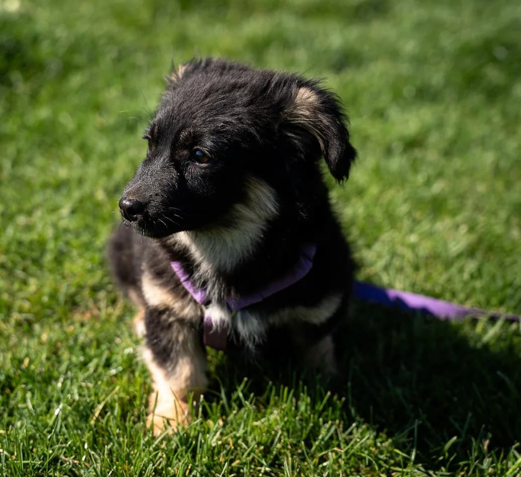 Perla, female Mixed Breed for adoption at Tierheimhelden — photo 2 of 5