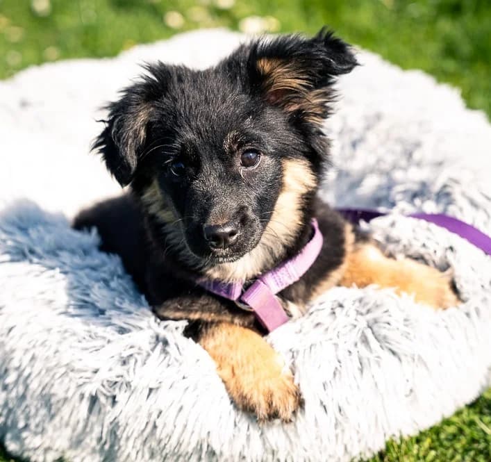 Perla, female Mixed Breed for adoption at Tierheimhelden — photo 3 of 5