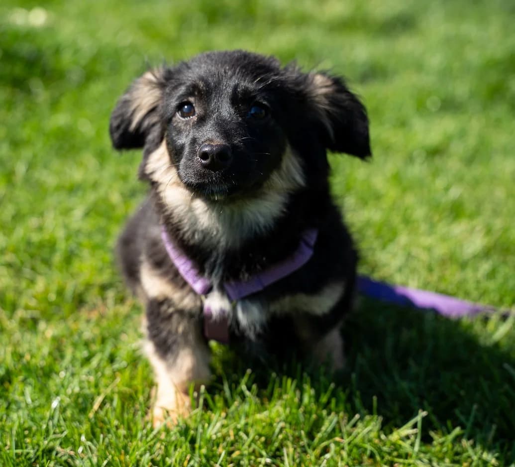 Perla, female Mixed Breed for adoption at Tierheimhelden — photo 5 of 5