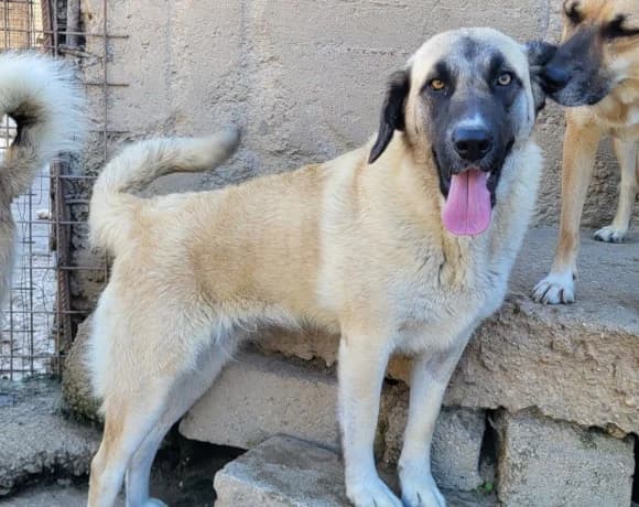 Sofia, female Mixed Breed for adoption at Tierheimhelden