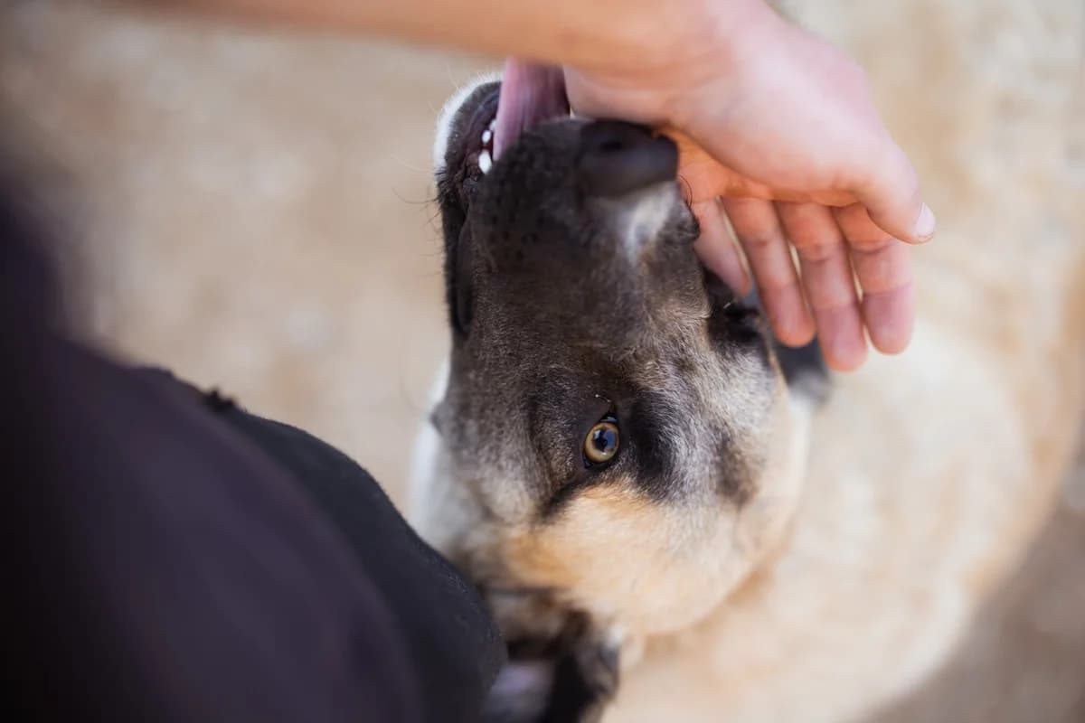 Sofia, female Mixed Breed for adoption at Tierheimhelden — photo 2 of 19