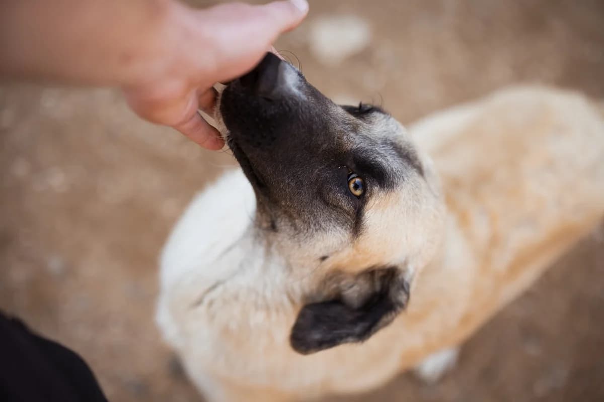 Sofia, female Mixed Breed for adoption at Tierheimhelden — photo 3 of 19