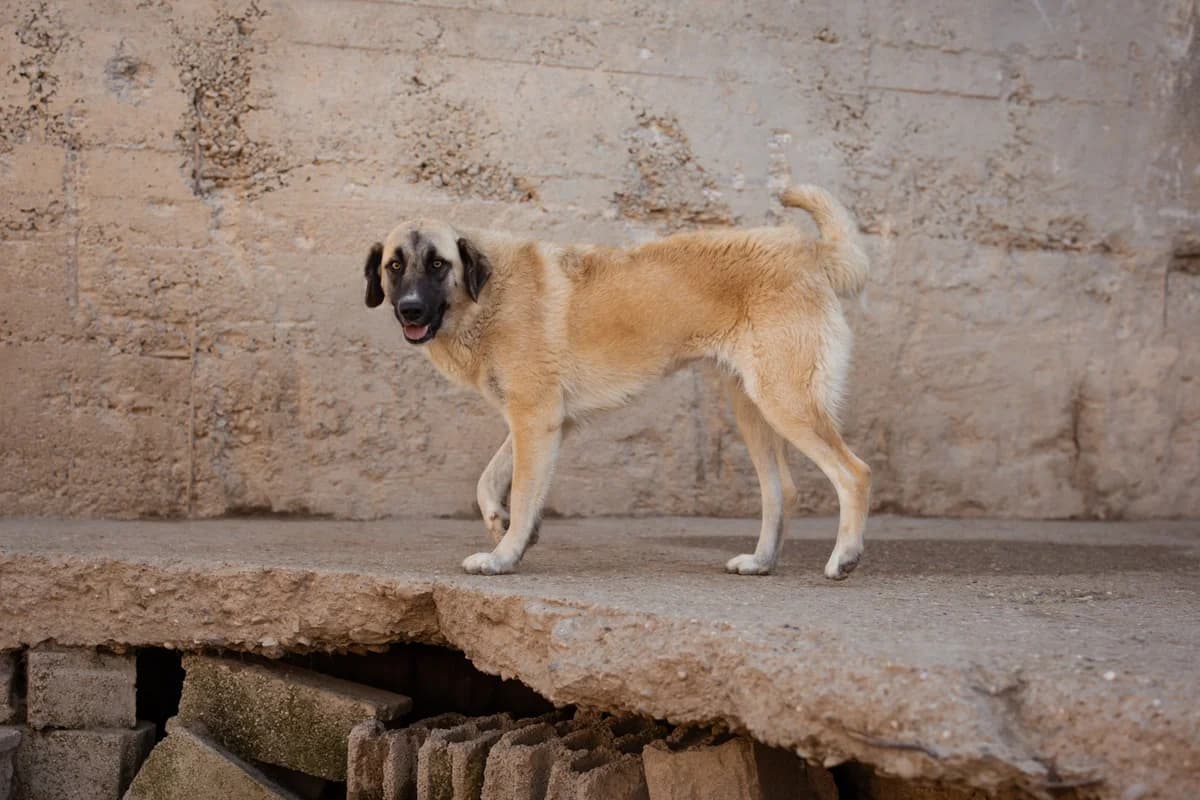 Sofia, female Mixed Breed for adoption at Tierheimhelden — photo 4 of 19