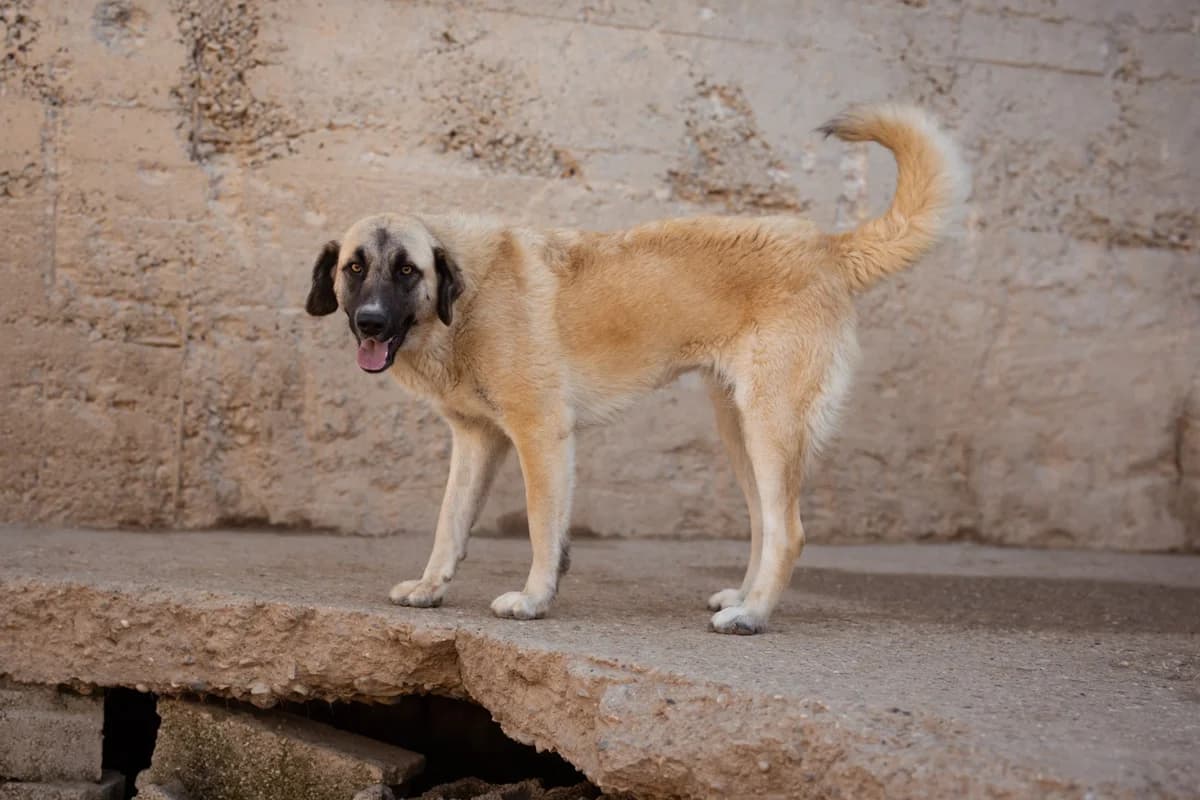 Sofia, female Mixed Breed for adoption at Tierheimhelden — photo 5 of 19