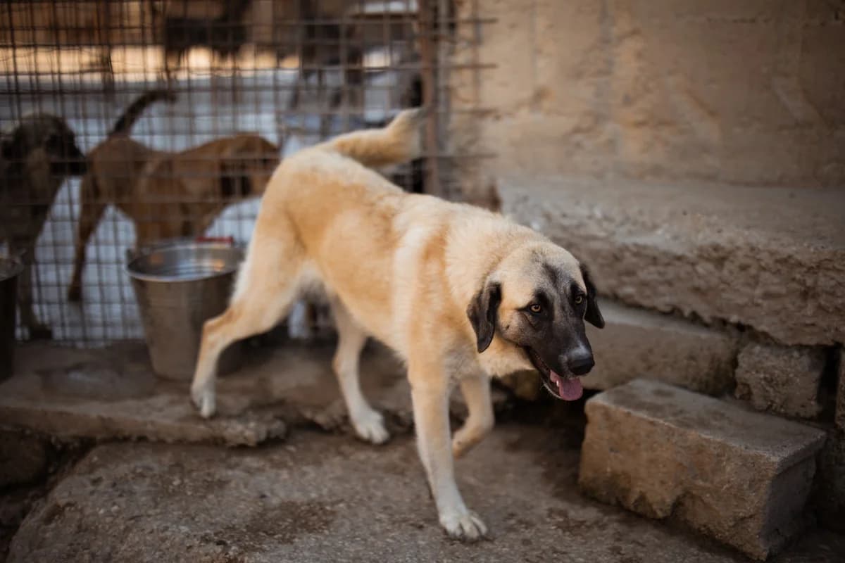 Sofia, female Mixed Breed for adoption at Tierheimhelden — photo 6 of 19