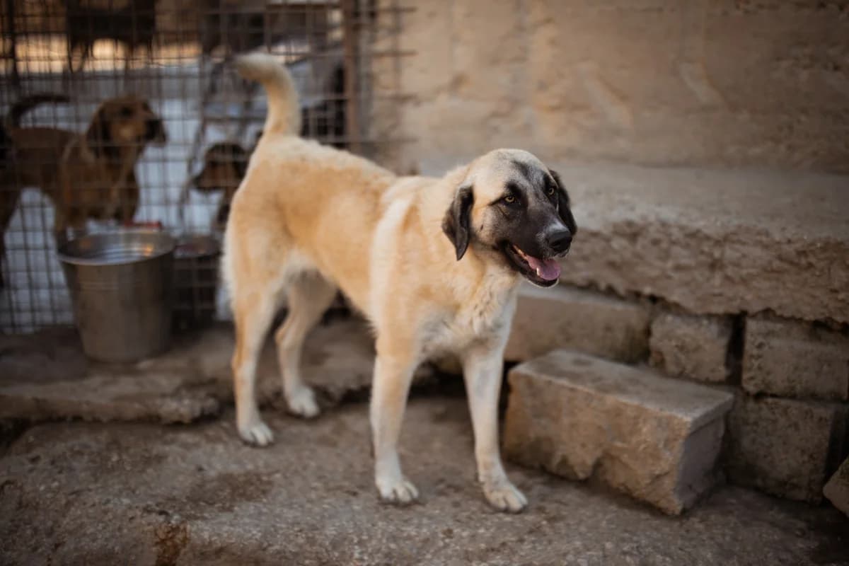 Sofia, female Mixed Breed for adoption at Tierheimhelden — photo 7 of 19