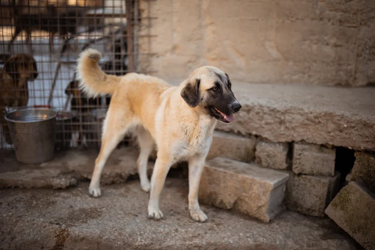 Sofia, female Mixed Breed for adoption at Tierheimhelden — photo 8 of 19