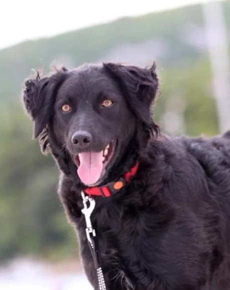 Noa, female Mixed Breed for adoption at Tierheimhelden