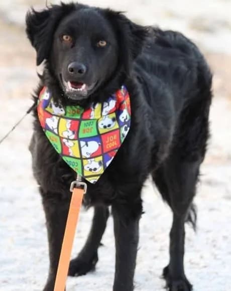 Noa, female Mixed Breed for adoption at Tierheimhelden — photo 2 of 19
