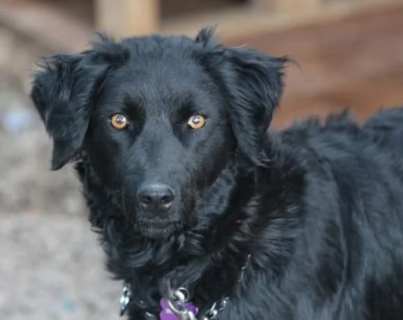 Noa, female Mixed Breed for adoption at Tierheimhelden — photo 3 of 19