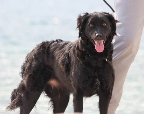 Noa, female Mixed Breed for adoption at Tierheimhelden — photo 5 of 19