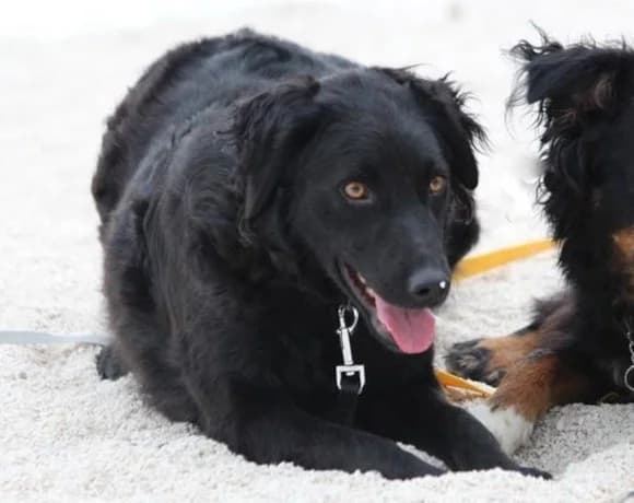 Noa, female Mixed Breed for adoption at Tierheimhelden — photo 7 of 19