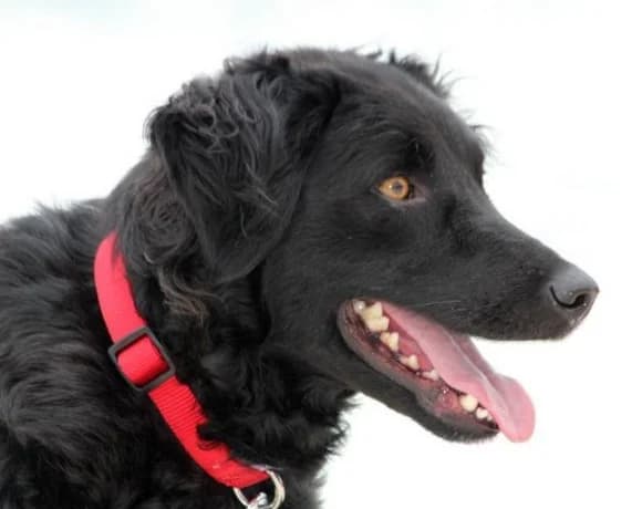 Noa, female Mixed Breed for adoption at Tierheimhelden — photo 8 of 19