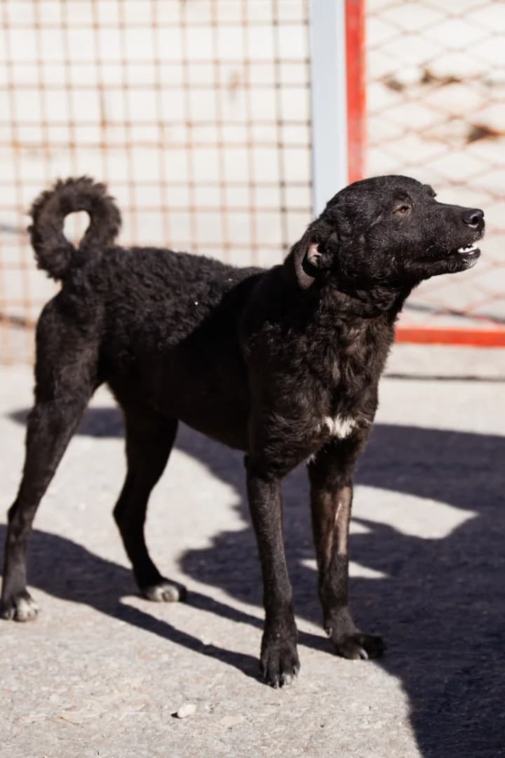 Jane, female Mixed Breed for adoption at Tierheimhelden
