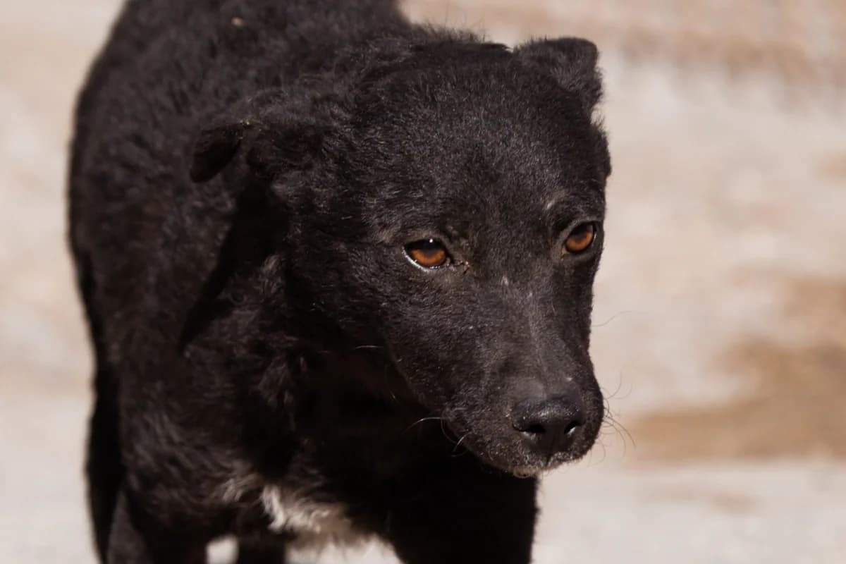Jane, female Mixed Breed for adoption at Tierheimhelden — photo 2 of 20