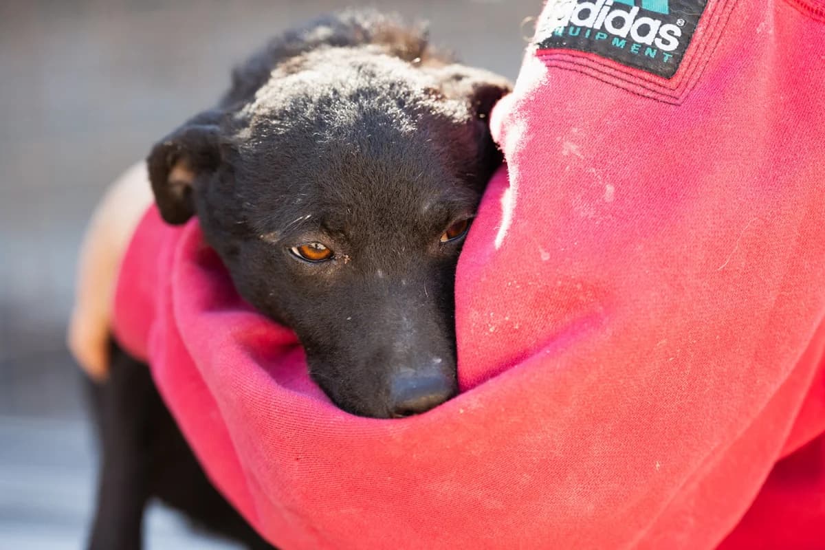 Jane, female Mixed Breed for adoption at Tierheimhelden — photo 3 of 20