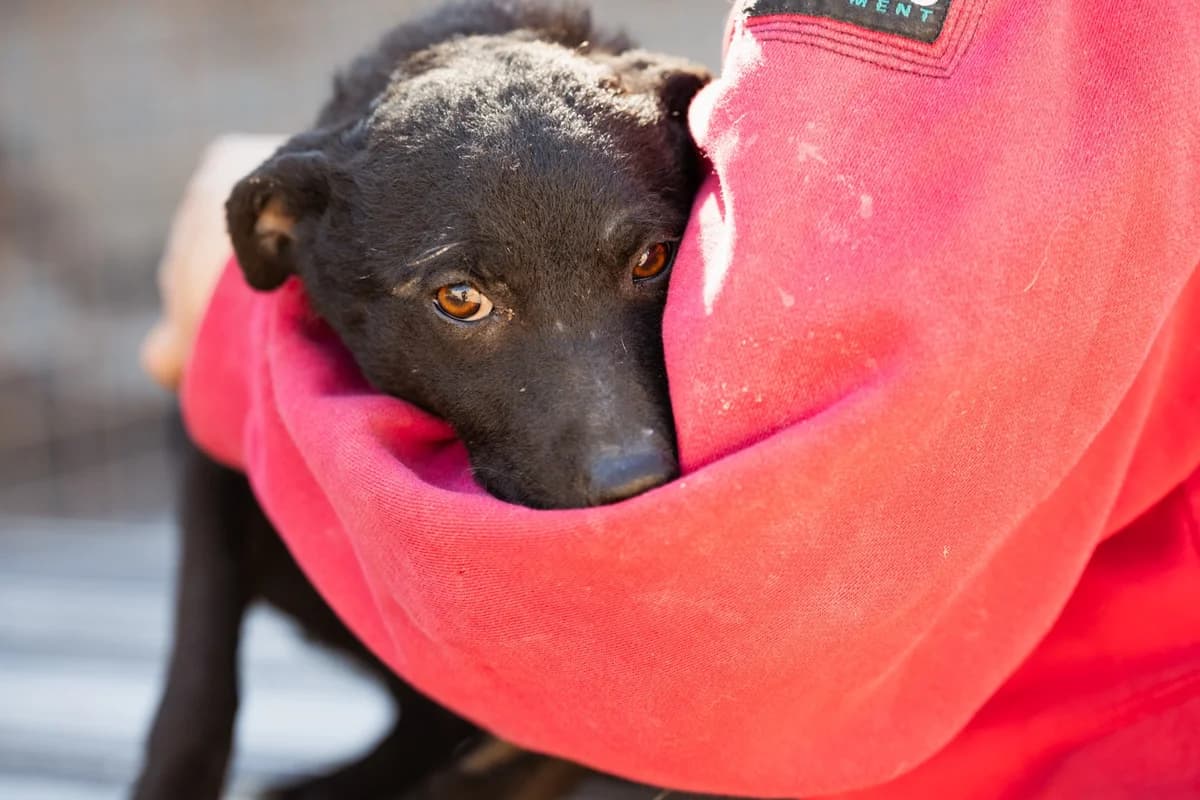 Jane, female Mixed Breed for adoption at Tierheimhelden — photo 4 of 20