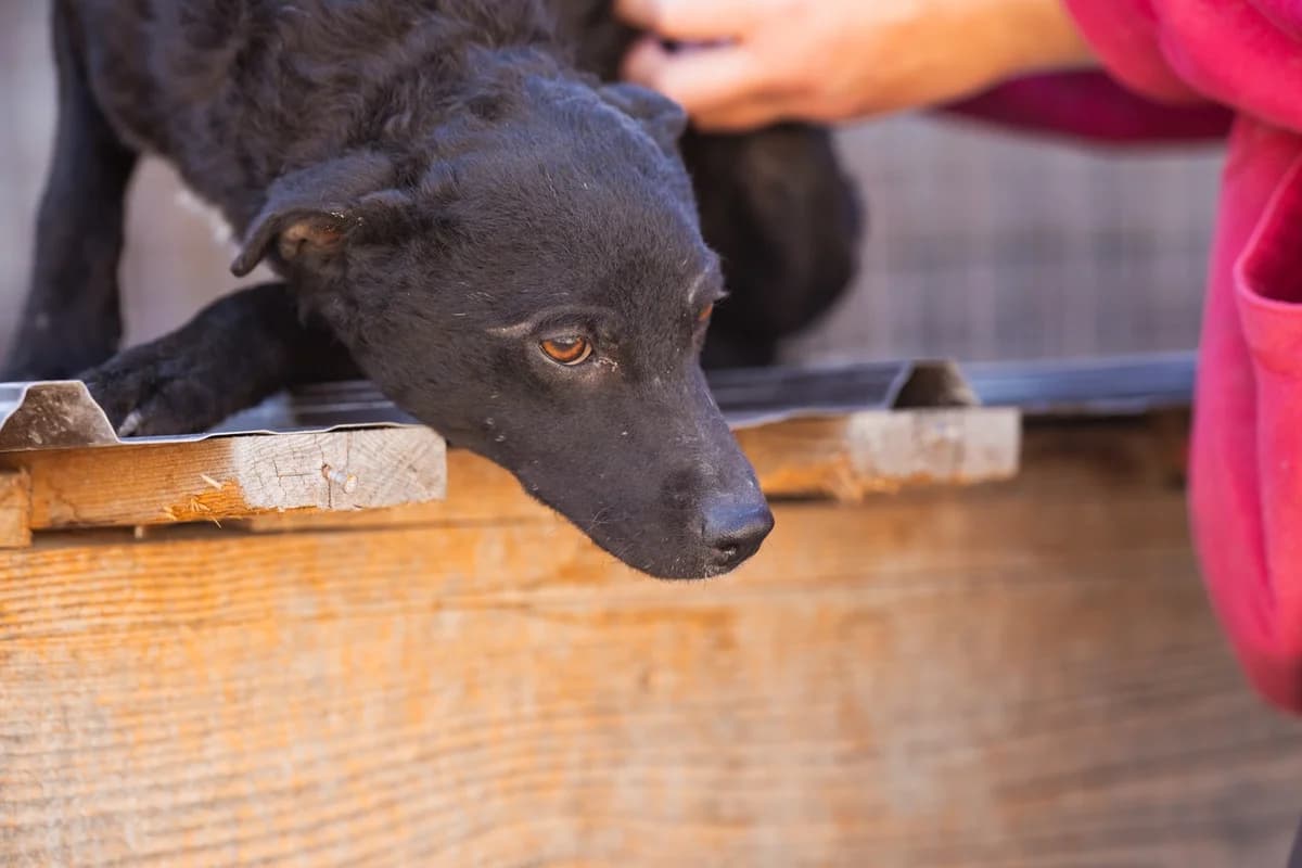 Jane, female Mixed Breed for adoption at Tierheimhelden — photo 5 of 20