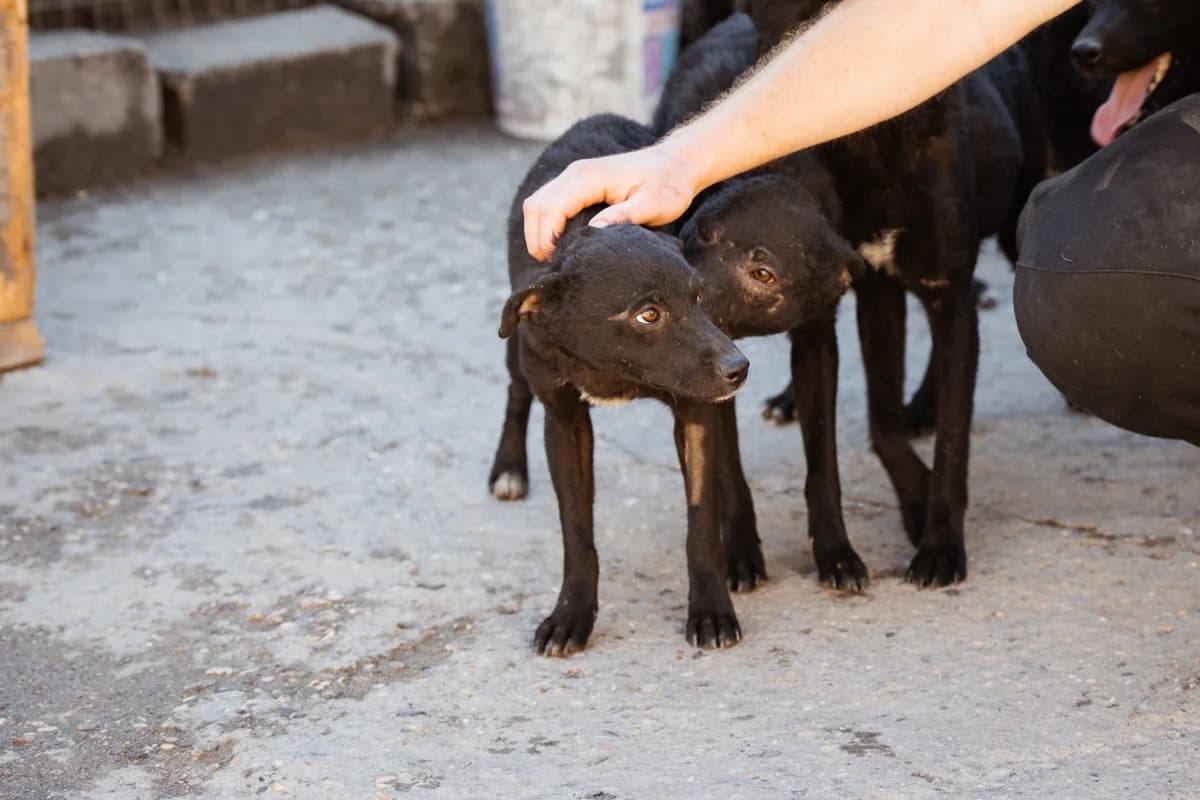 Jane, female Mixed Breed for adoption at Tierheimhelden — photo 6 of 20