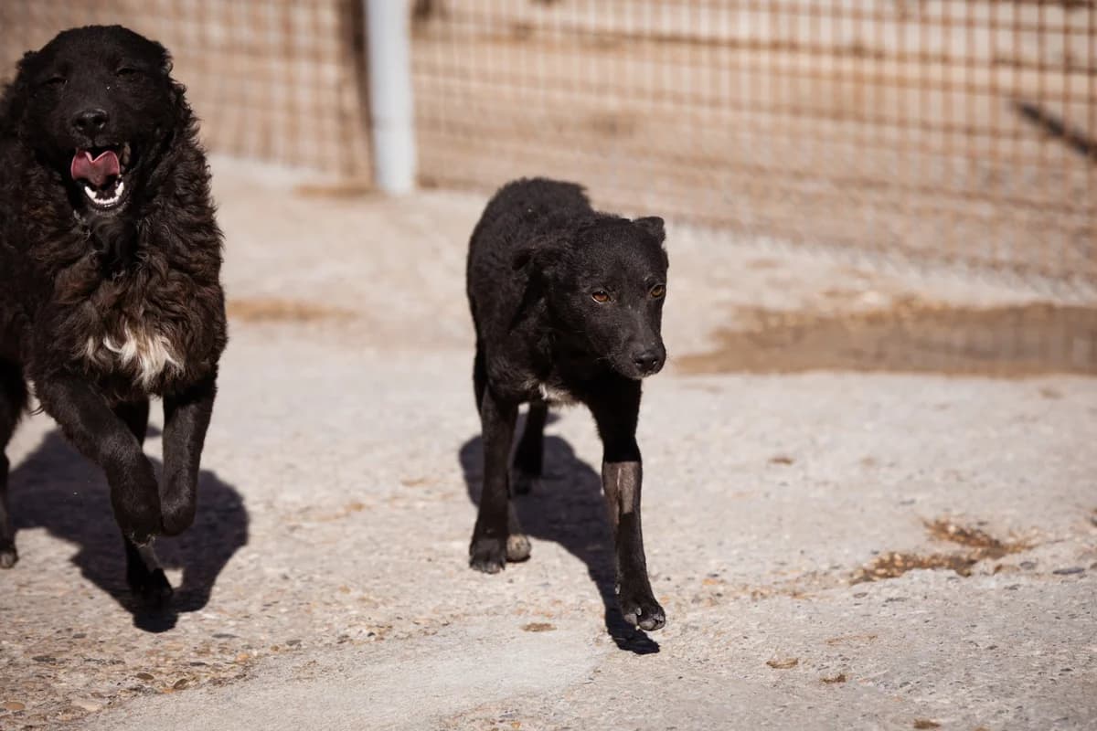 Jane, female Mixed Breed for adoption at Tierheimhelden — photo 7 of 20