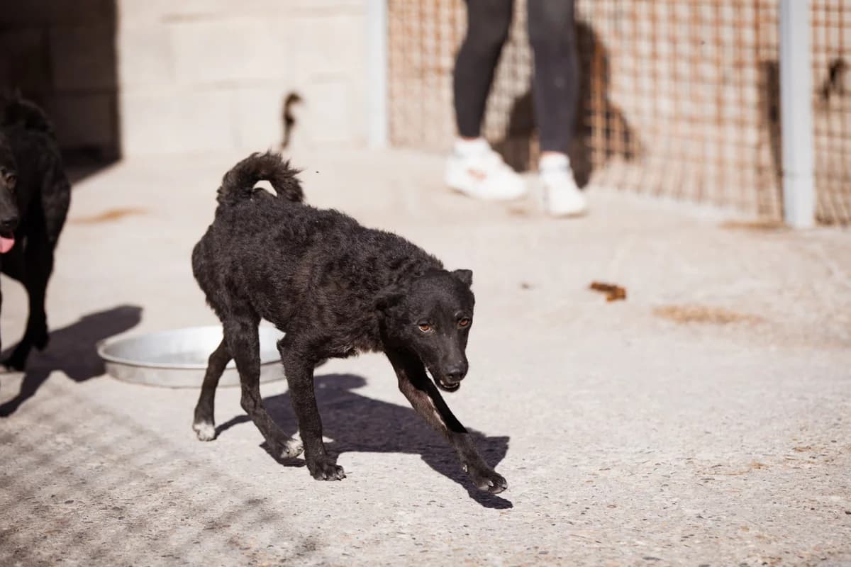 Jane, female Mixed Breed for adoption at Tierheimhelden — photo 8 of 20