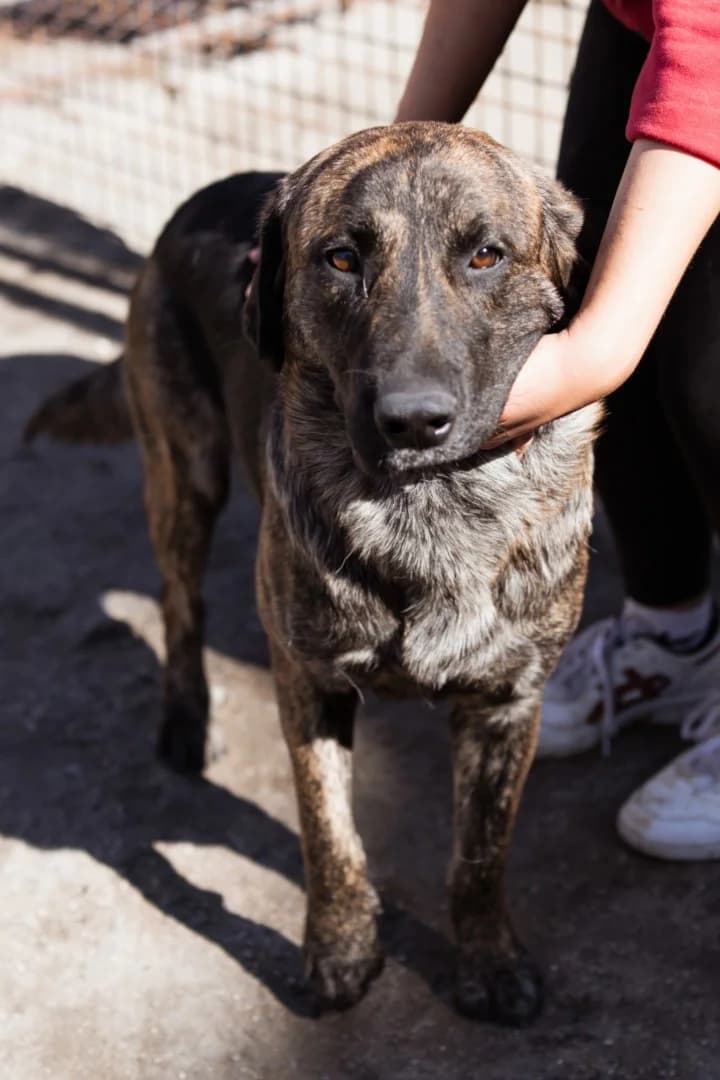 Ludwig, male Mixed Breed for adoption at Tierheimhelden